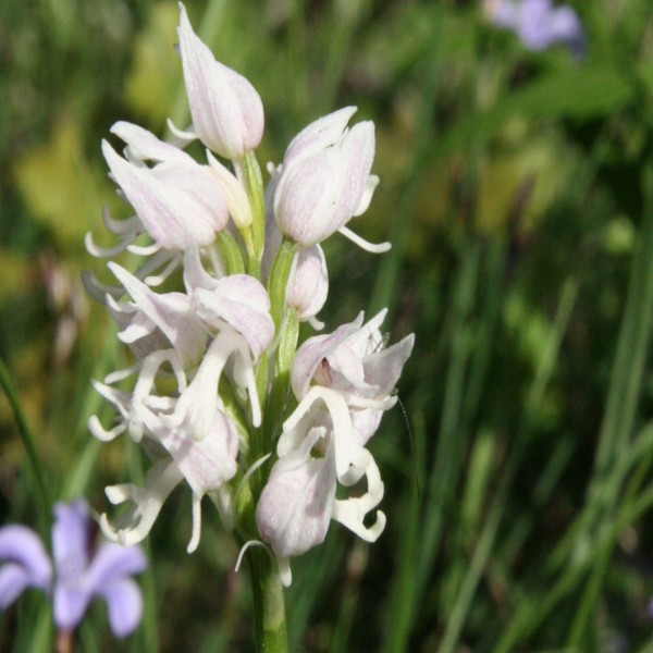 Orchis simia hypochrome